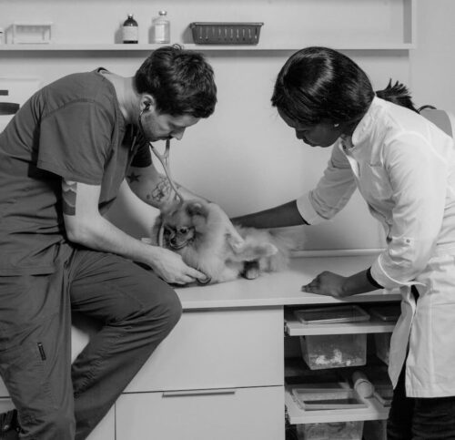 Quanto costa davvero il veterinario?