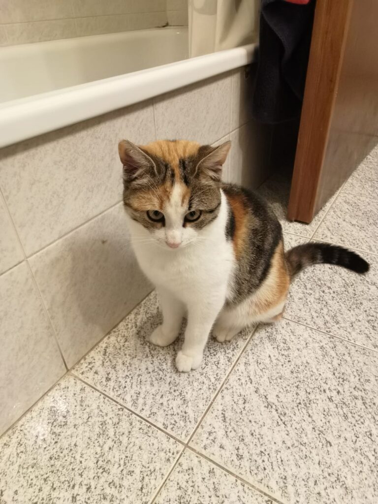 cecilia