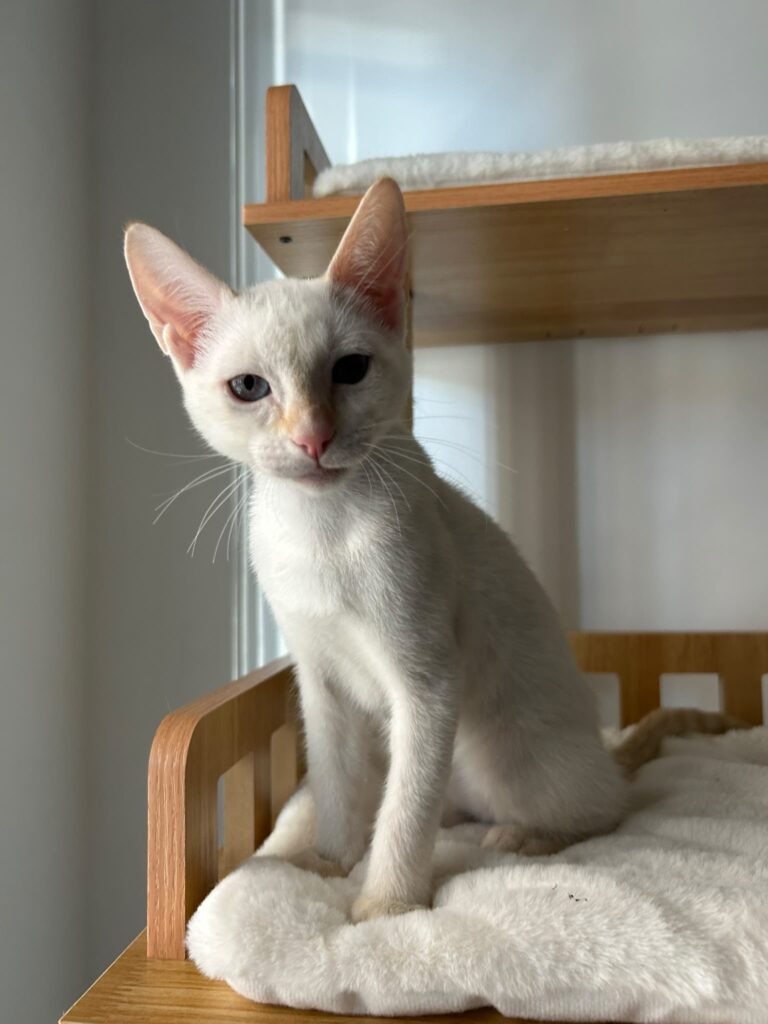 Daenerys