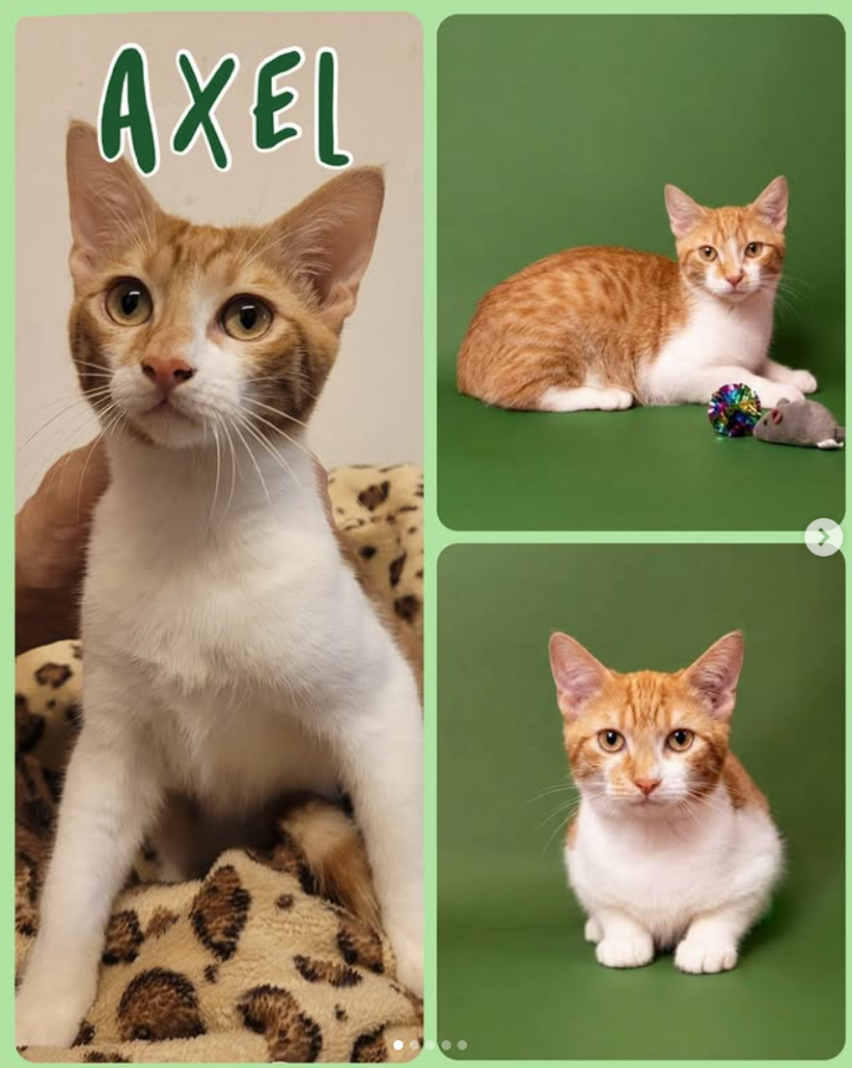 axel