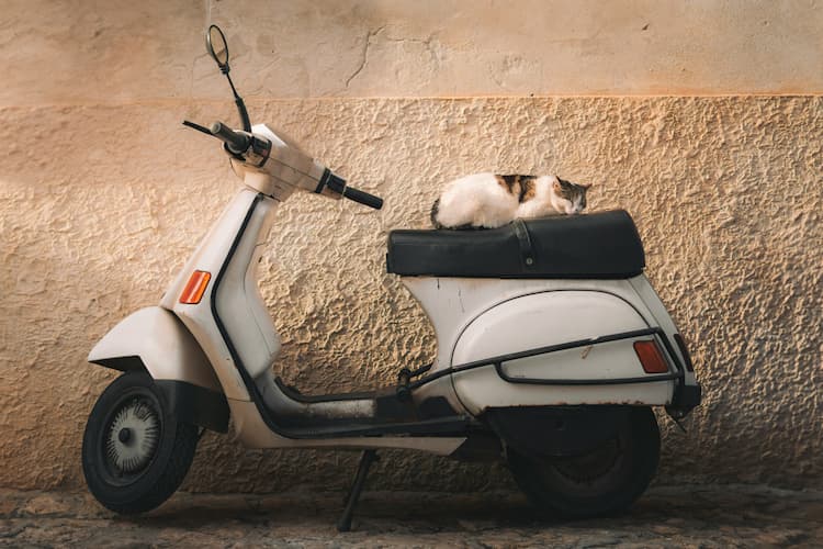 Trasporti dei pelosetti